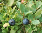 Bog bilberry -- Rauschbeere