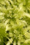 Bog moss -- Torfmoos