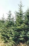 Sitka Spruce (native in SW-Canada /
                          NW-"USA") -- Sitkafichte