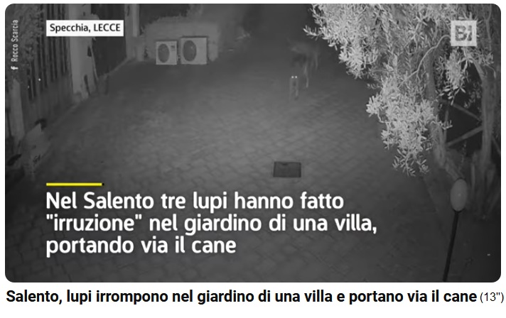 Es braucht
                          KEINEN EINZIGEN Wolf in Italien am 19.11.2024:
                          Lecce (Norditalien): 3 W�lfe brechen nachts in
                          Garten ein und t�ten einen Hund: Vermischtes:
                          Wolfs-Video aus Italien sorgt f�r Entsetzen