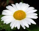 Blumenmandala, Bl�te einer Margerite