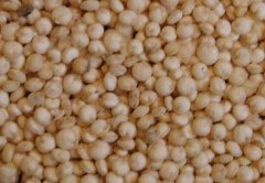 Quinoa-Samen, nat�rliche Mandalas