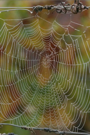 Spinnennetz-Mandala