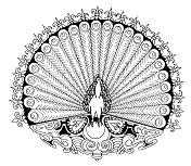 Pfau als Mandala mit 100 Augen als Symbol
                          der Unsterblichkeit