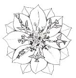 M�ndalas de animales: Colibr�s volean
                            al origen