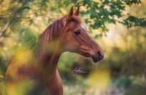 Tale: a mare giving mother's milk to a human
                baby