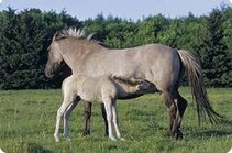 Tale: mare with foal