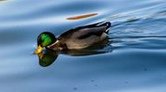 Tale: a duck in a
                lake