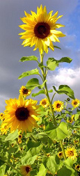 Una semilla no ten�a miedo y se
                            desarroll� muy bien como planta (aqu� un
                            girasol)