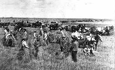 Cosecha de
                            trigo en Northcote en 1875. Hay una
                            "guerra del trigo" entre los
                            "EUA" y Europa ...