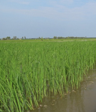 Tiefenwasser-Reis (floating rice),
              w�chst zu allen Jahreszeiten