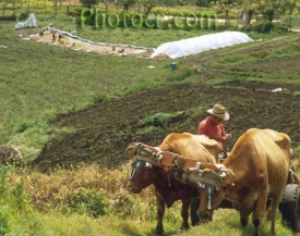 Indio-Landwirtschaft ohne Maschinen