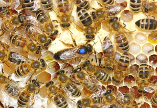 Die
                          Bienenvölker (hier Bienen mit einer
                          Bienenkönigin) sterben immer mehr. Die
                          Handyantennen stehen im Verdacht, die Bienen
                          zu schädigen.
