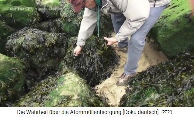 Oostende,
                  Seegrasproben 02