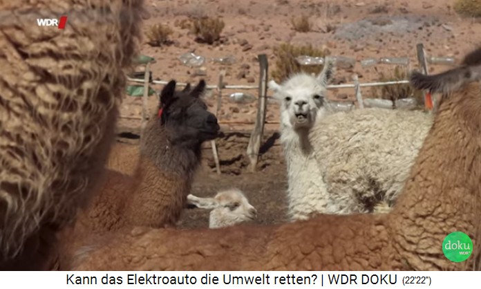 Provincia de Jujuy, granja con crianza de
                        llamas, primer plano de las llamas