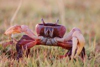 Un cangrejo fue fuera del mar y fue comido
                        por una zorra