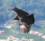 Un cuervo
                        pens� que puede robar un carnero grande como un
                        aguila rob� un cornero chiquito...