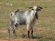 Un
                        macho cabr�o sobrevivi� un asalto de ladrones
                        por su humildad, un otro fue orgulloso y no
                        sobrevivi�