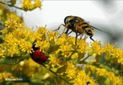 Moscas
                        tienen su comida en flores y no deber�an comer
                        miel puro ...