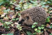 En
                  Igel im Wald mit emene Schpi�gel