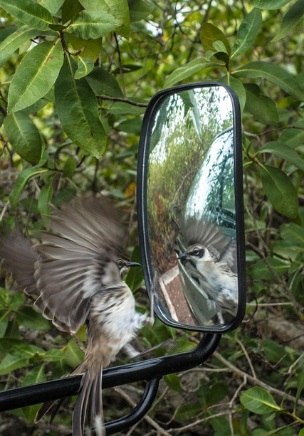 Espejo en el
                    bosque