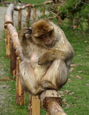 En Aff bim
                  Naat�ncke: alles gloge