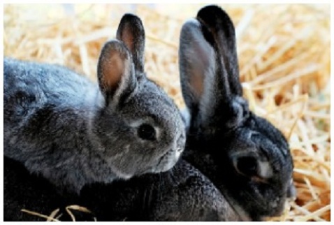 Ni�os de
                  liebres, liebritos