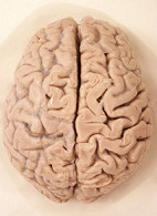 Human brain can be trained for intelligence