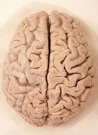 Human brain can be trained for intelligence