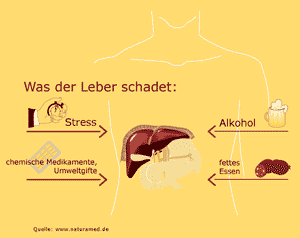 Leber, Schema
                            mit Schadwirkungen, u.a. durch Umweltgifte
                            wie Amalgam-Quecksilber...