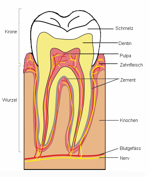 Zahn-Schema: Das Dentin
                          ist mit der Pulpa verbunden, wo das Blut
                          durchfliesst. Quecksilber von einer
                          Amalgamf�llung gelangt durch das Dentin in die
                          Pulpa und ins Blut, so dass der gesamte
                          Zahnfleisch und auch der Kiefer mit
                          Quecksilber angereichert wird und im
                          Extremfall degeneriert.