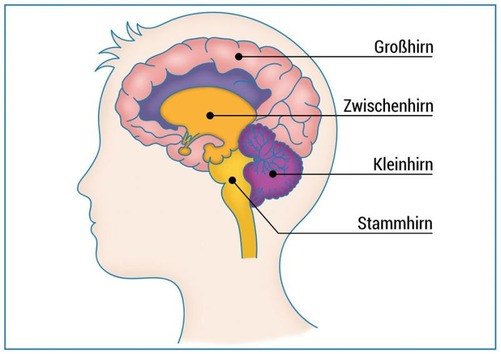 Hirn Aufteilung mit Gesicht Hirn
Aufteilung mit Gesicht