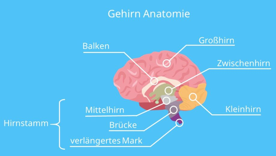 Schema Hirn Aufteilung mit Details 01: mit
dem Balken und dem Hirnstamm als
Mittelhirn+Brücke+verlängertes Rückenmark Schema Hirn Aufteilung mit Details 01: mit dem
Balken und dem Hirnstamm als
Mittelhirn+Brücke+verlängertes Rückenmark