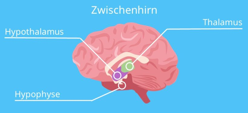 Schema Zwischenhirn mit Details: Thalamus,
Hypothalamus, Hypophyse Schema Zwischenhirn
mit Details: Thalamus, Hypothalamus, Hypophyse