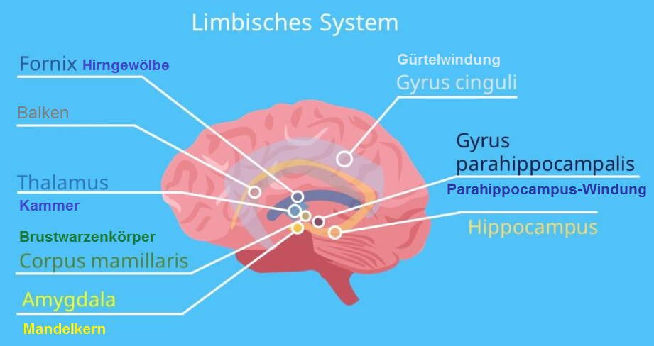 Schema Zwischenhirn Limbisches System Schema Zwischenhirn Limbisches System