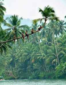 Children on coconut palm tree on Bohol
              (Philippines)