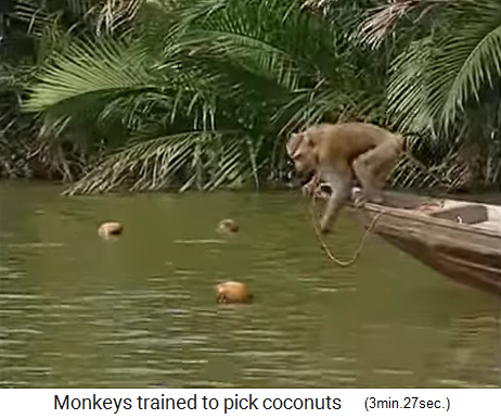 Coconuts swimming