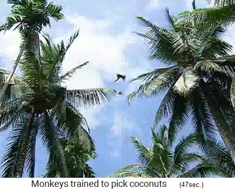 coconut monkey jumps from palm tree to palm
                  tree