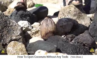 The coconut is placed in an
                  upright position on the ground with stones around