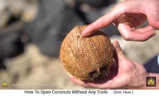 Each coconut has a break line
                  and in the middle is the break point