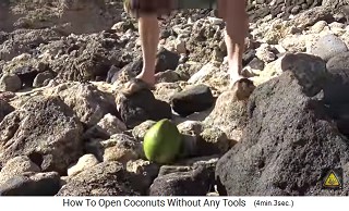 A green coconut is placed on the
                  ground between stones with the top up