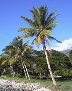 palmas de coco en Maui (islas del Pac�fico