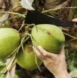 se corta un coco
                  verde