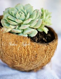 El coco crudo se convierte en una maceta