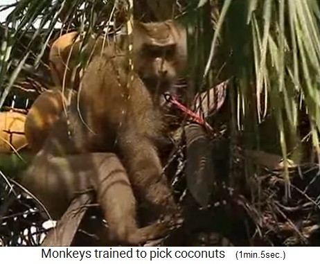 Der Kokosnussaffe ist in der
                  Palmkrone bei den Kokosn�ssen