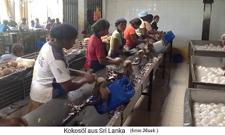 Das
                    Fruchtfleisch (Kopra) wird von Hand mit Messer an
                    einem Prellbock gesch�lt 01