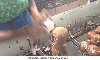 Das Fruchtfleisch (Kopra) wird von Hand mit
                    Messer an einem Prellbock gesch�lt 02, Nahaufnahme