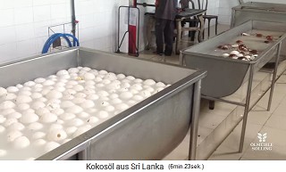 Das Fruchtfleisch (Kopra) wird gebadet