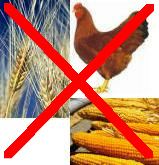 Weizen, Mais und Poulet sind f�r
                        Blutgruppe B sch�dlich.