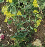 Bupleurum equilibra el estr�s y tiene
                            efecto antiflog�stico y calmante